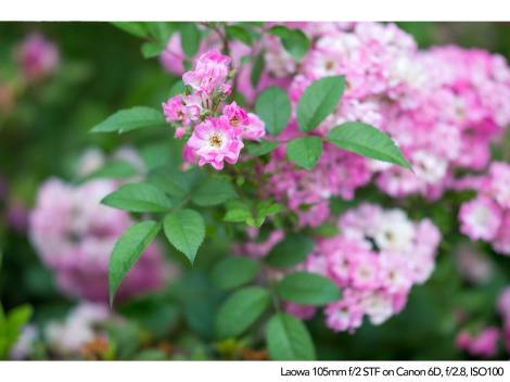 105mm-canon6D-F8-ISO100