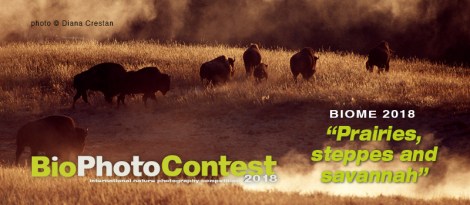 Copertina_home-Crestan